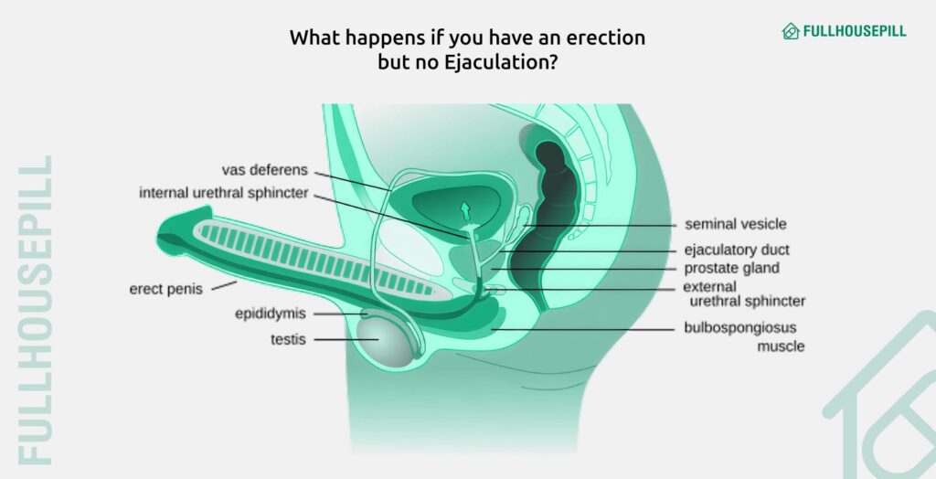 Ejaculation Without Erection: Why It Happens 5 What happens if you have an erection but no Ejaculation