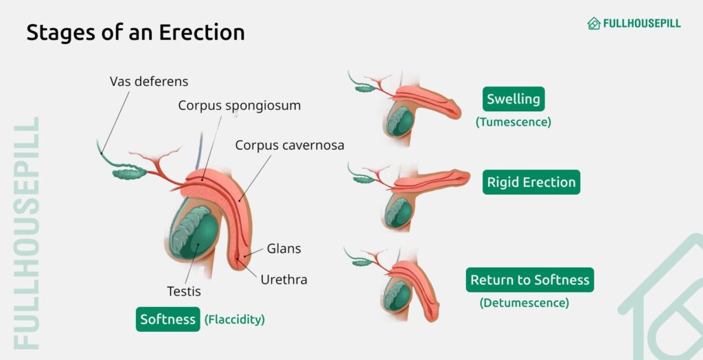 Ejaculation Without Erection: Why It Happens 3 What is the difference between erection ejaculation and orgasm
