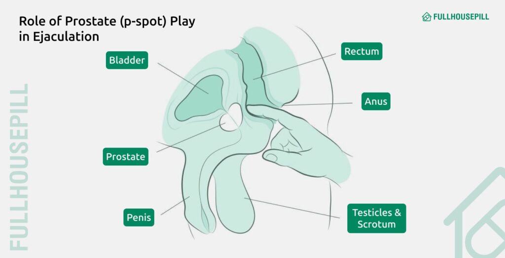 Ejaculation Without Erection: Why It Happens 4 What role does the prostate pspot play in ejaculation without an erection