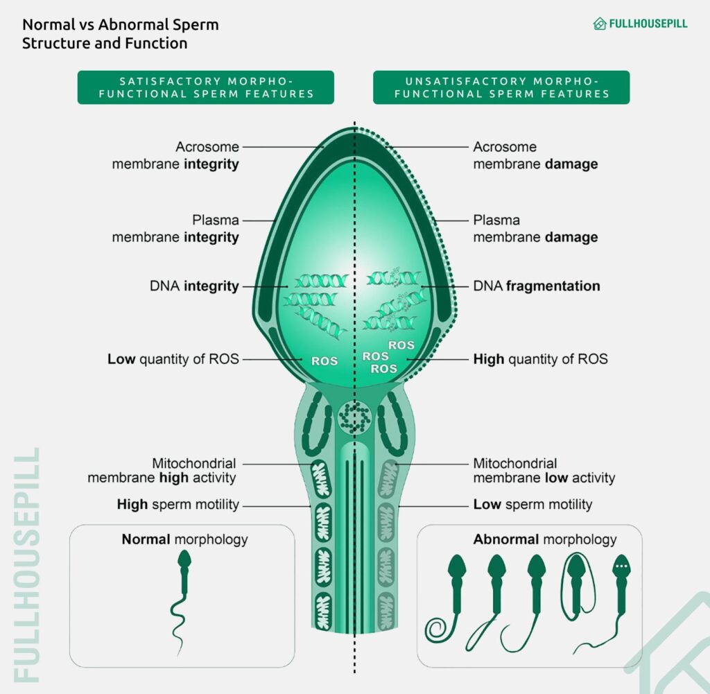 Normal vs Abnormal Sperm Structure and Function