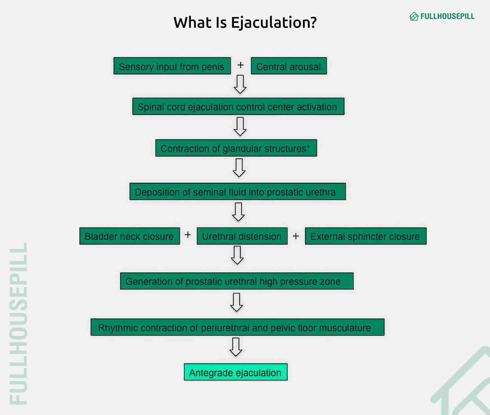 What Is Ejaculation