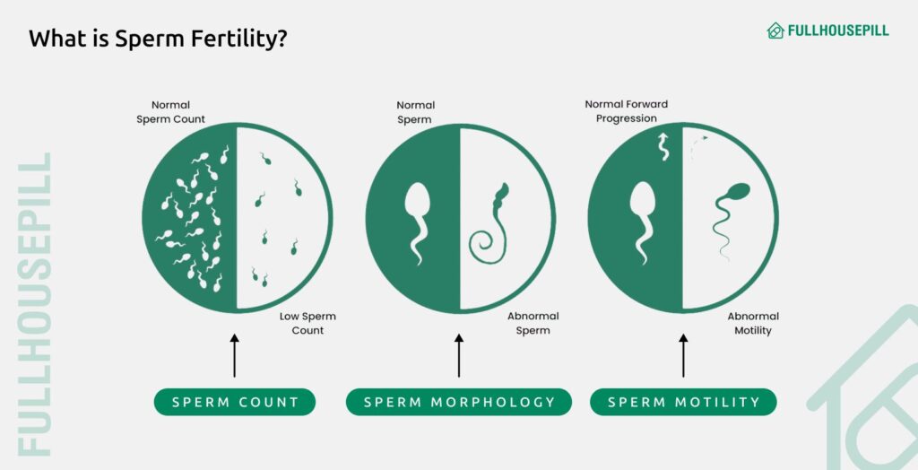 What is Sperm Fertility